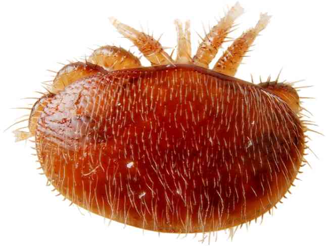 Varroa Wetter Schweiz